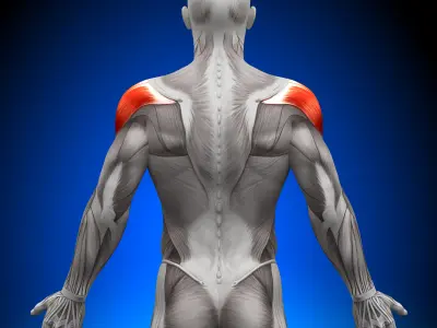 O que são os músculos dos Ombros