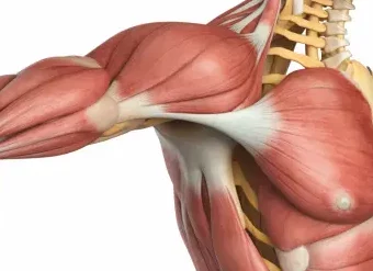 Quais são os sintomas da tendinopatia no ombro
