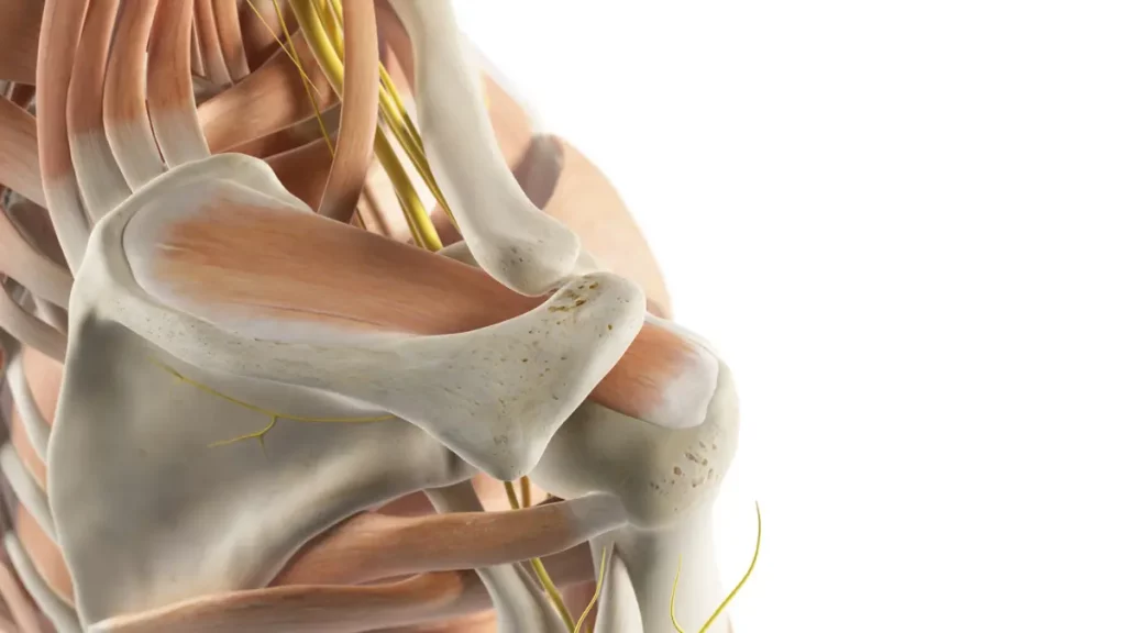 Nervos do Ombro Entendendo a Anatomia e Suas Lesões