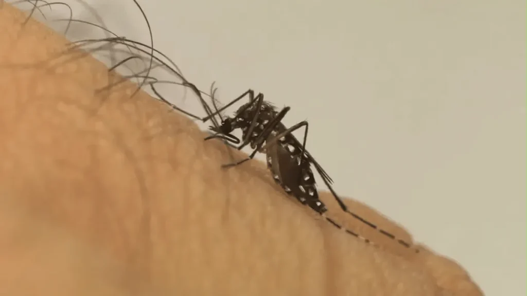 Mosquito da dengue aprende a tolerar repelente Mosquito da dengue aprende a tolerar repelente
